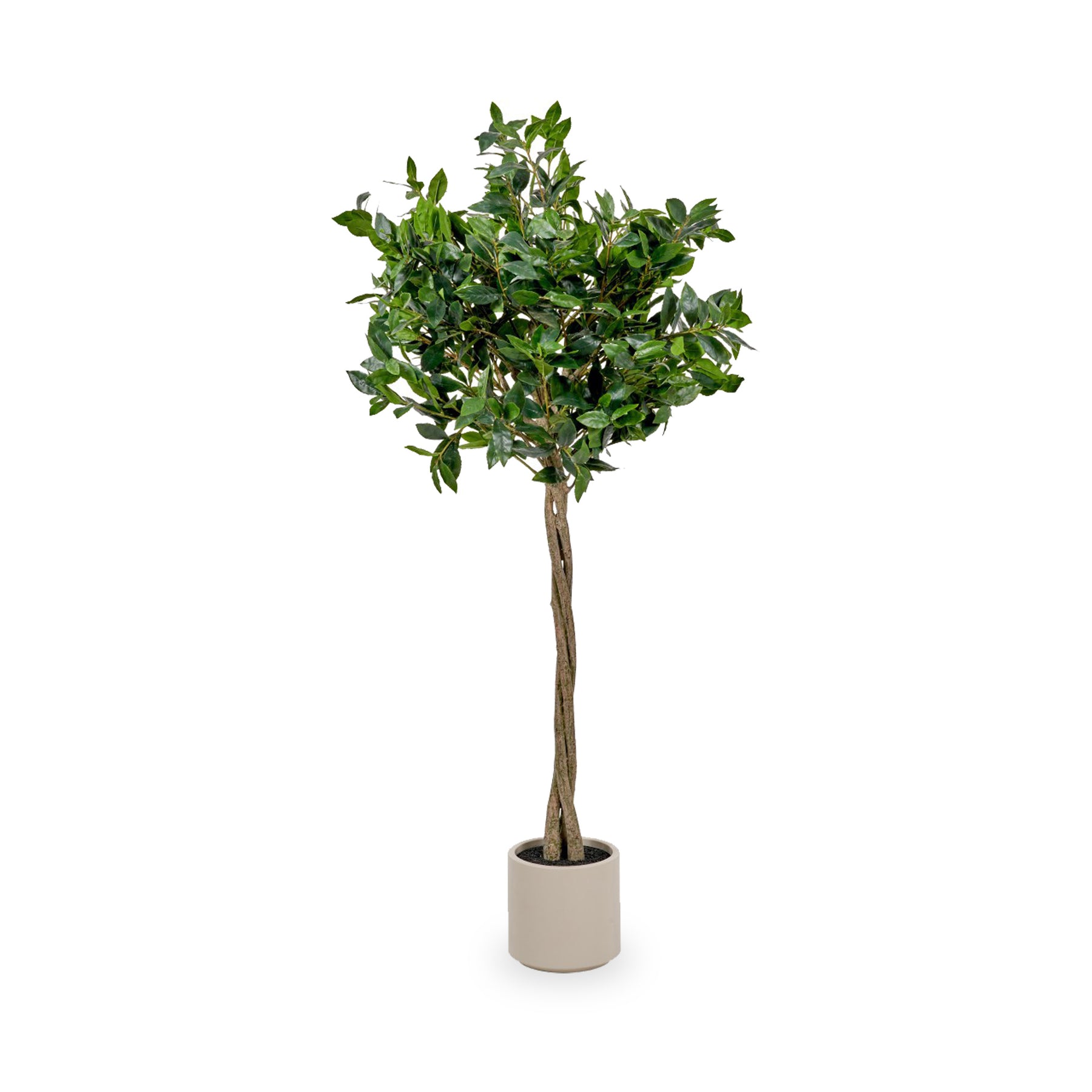 Bay Tree in Pot Close1 from Roseland Furniture