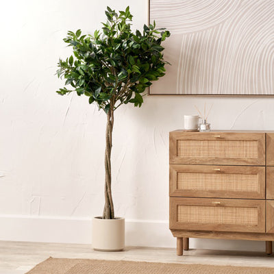 Bay Tree in Pot
