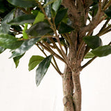 Bay Tree in Pot Close1 from Roseland Furniture