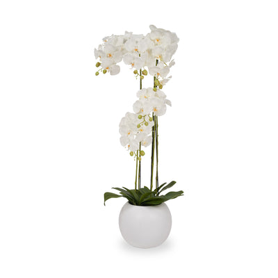 White Orchid in Pot