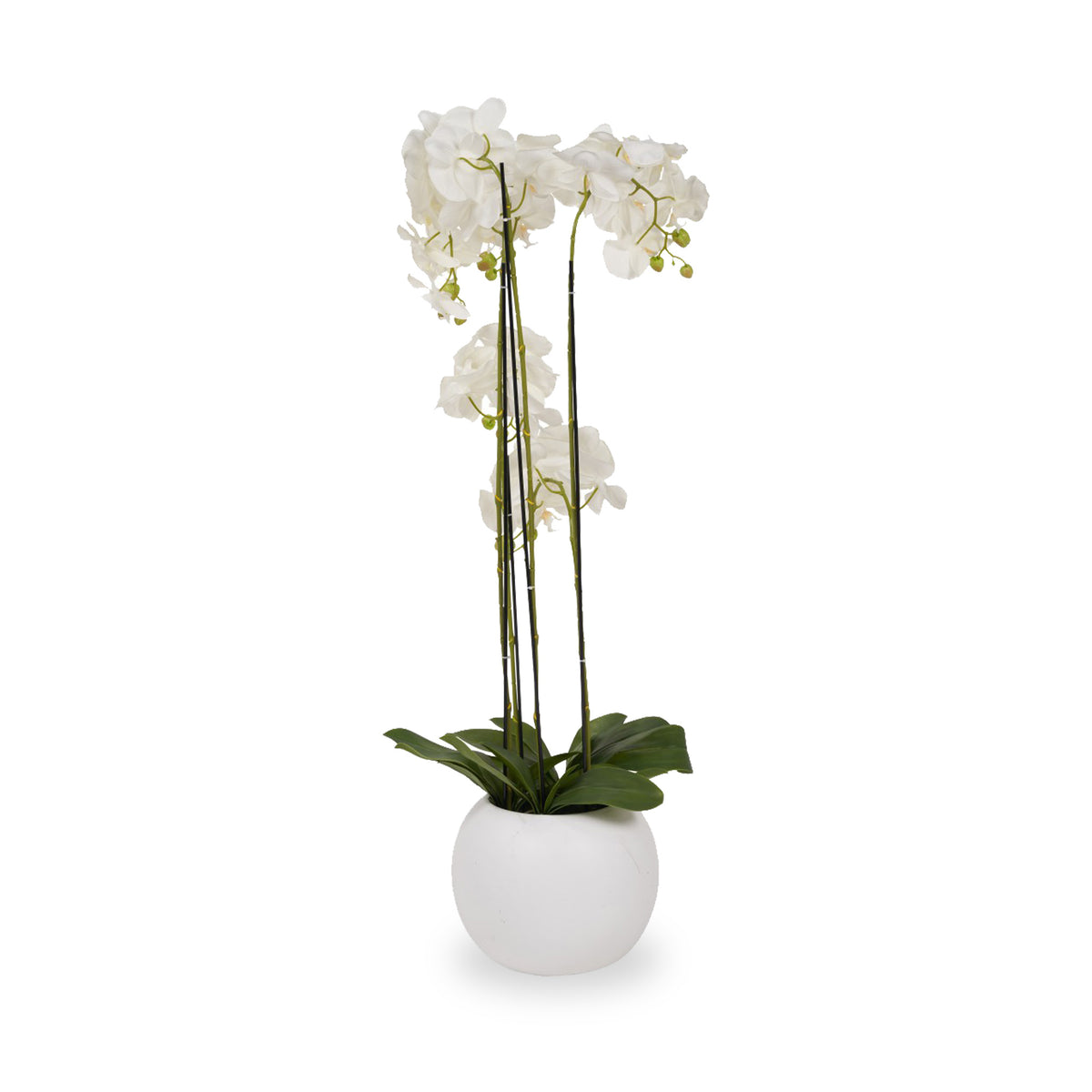 White Orchid in Pot Tall from Roseland Furniture