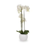 White Orchid in Pot Tall from Roseland Furniture