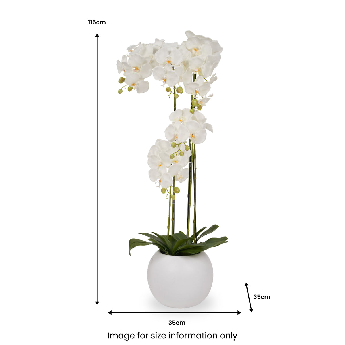 White Orchid in Pot Tall from Roseland Furniture