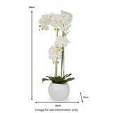 White Orchid in Pot Tall from Roseland Furniture