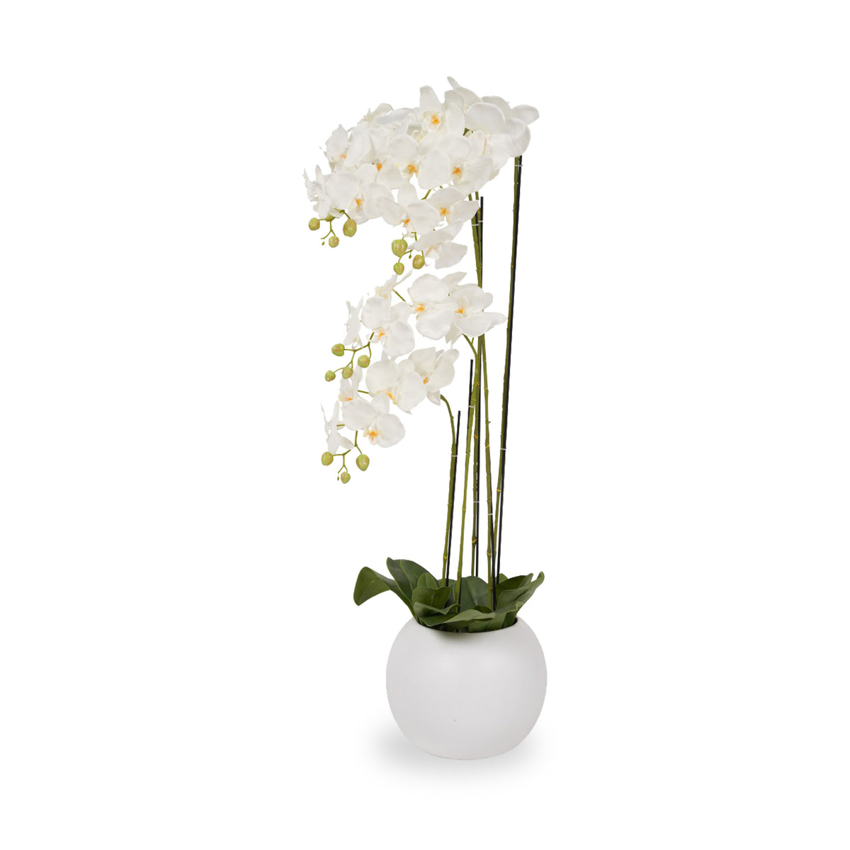 White Orchid in Pot Tall from Roseland Furniture