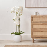 White Orchid in Pot Tall from Roseland Furniture