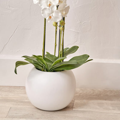 White Orchid in Pot