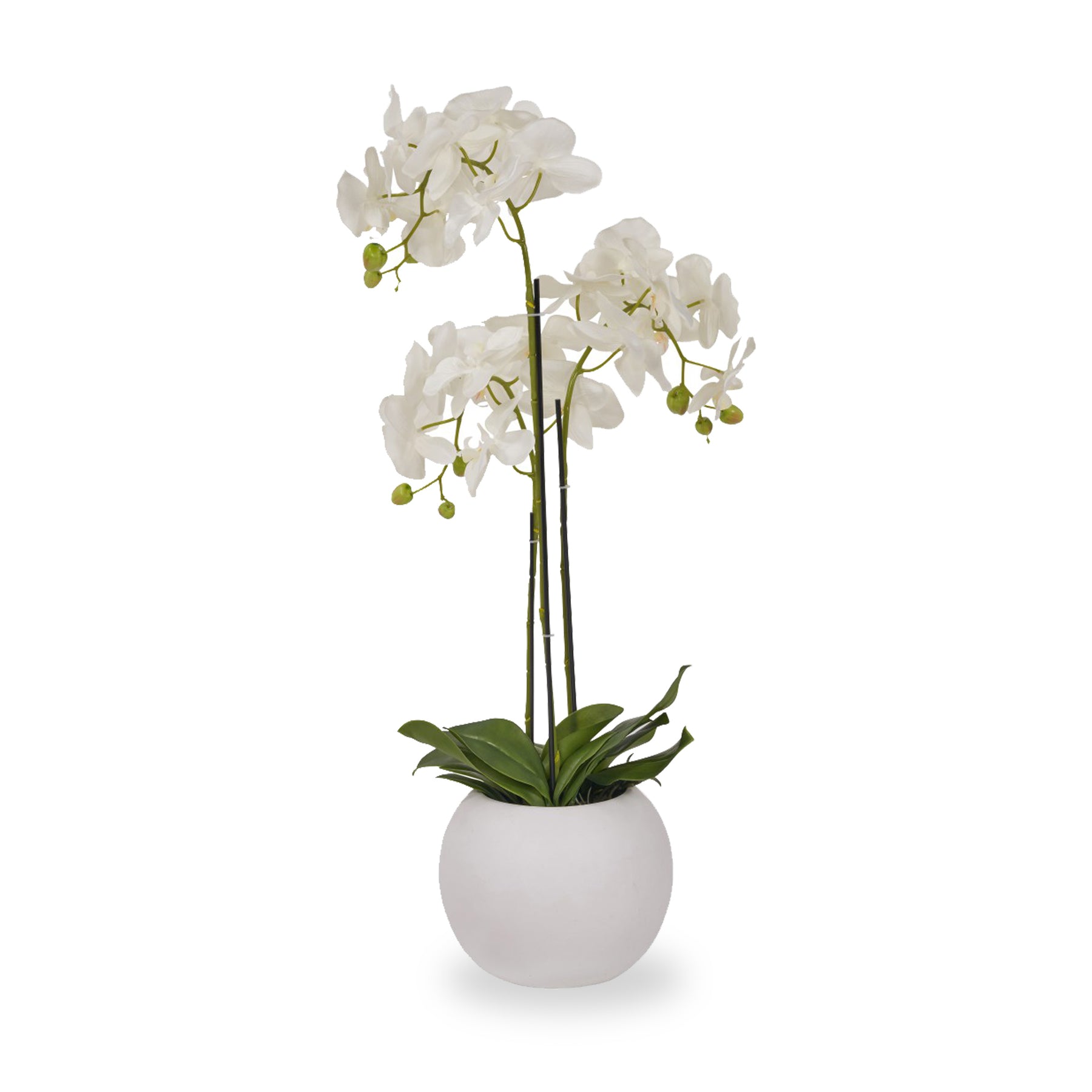White Orchid in Pot Medium from Roseland Furniture