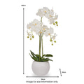 White Orchid in Pot Medium from Roseland Furniture