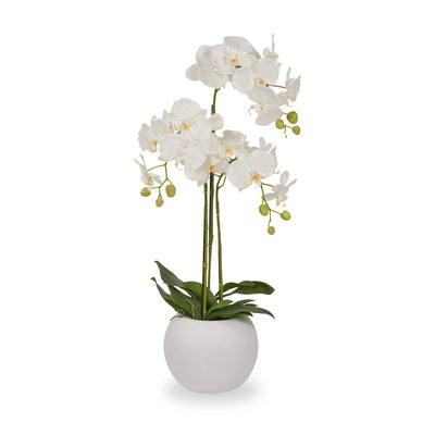 White Orchid in Pot