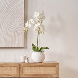 White Orchid in Pot Medium from Roseland Furniture