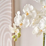 White Orchid in Pot Medium from Roseland Furniture