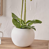 White Orchid in Pot Medium from Roseland Furniture