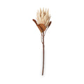 Natural Apricot Dried Flower Bunch from Roseland Furniture
