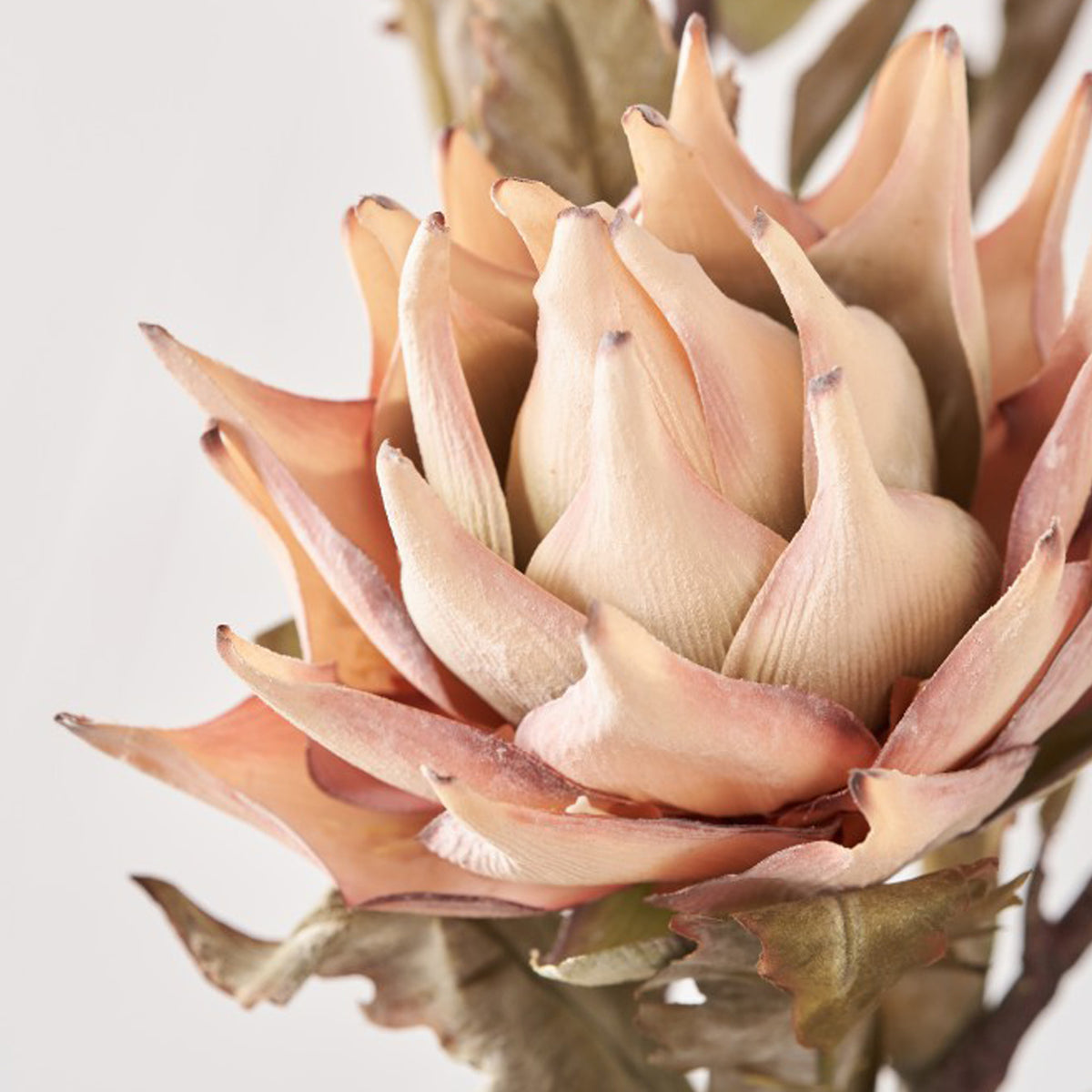 Natural Apricot Dried Flower Bunch from Roseland Furniture
