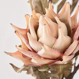 Natural Apricot Dried Flower Bunch from Roseland Furniture