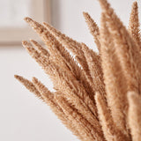 Natural Apricot Dried Flower Bunch from Roseland Furniture
