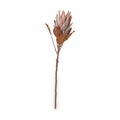 Mulberry Brown Dried Flower Bunch from Roseland Furniture
