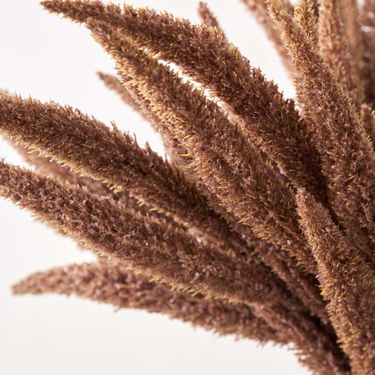 Mulberry Brown Dried Flower Bunch from Roseland Furniture