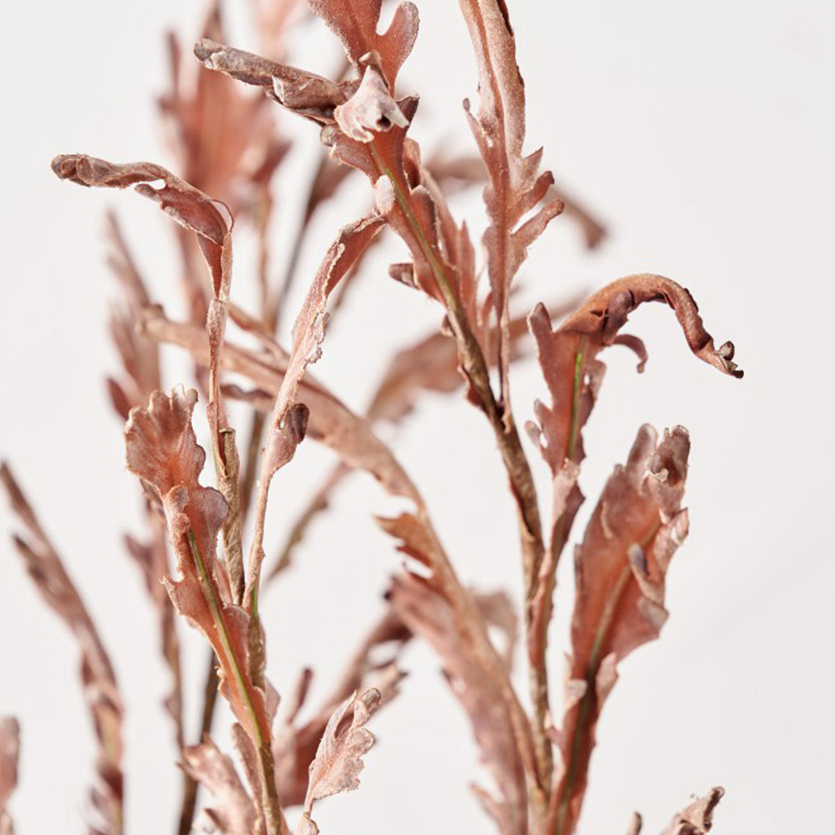 Mulberry Brown Dried Flower Bunch from Roseland Furniture