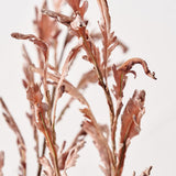 Mulberry Brown Dried Flower Bunch from Roseland Furniture