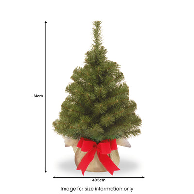Nobel Spruce 2ft Tree In Burlap Bag