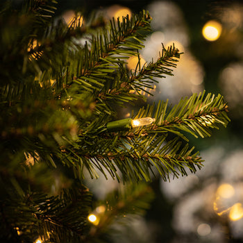 Dunhill Prelit Warm White LED Fir Tree