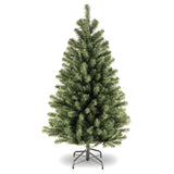North Valley Spruce Tree from Roseland