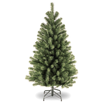 North Valley Spruce Tree