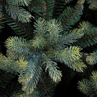 Cumberland Tree