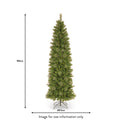 Tacoma Pine 6ft Pencil Tree dimensions